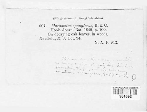 Gymnopus spongiosus image